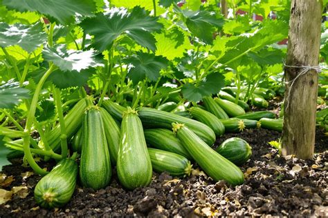 récolte de courgettes
