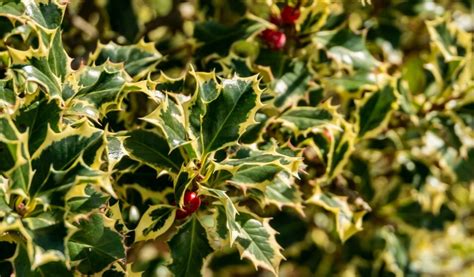 Différentes variétés de feuilles de houx