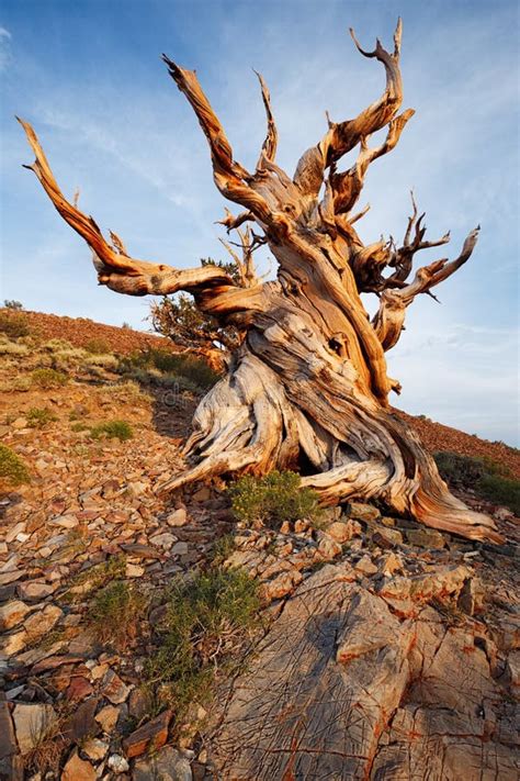 Photographie d'un Pin de Bristlecone millénaire dans un paysage aride de montagne