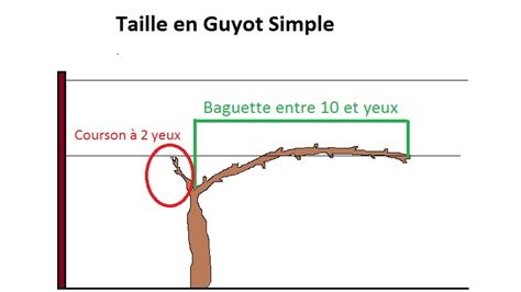 Schéma de la taille Guyot simple