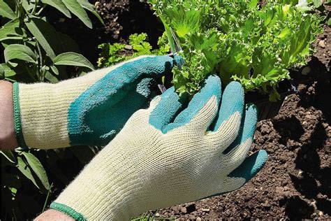 Plan de travail avec plants de tomates, sécateur et gants de jardinage