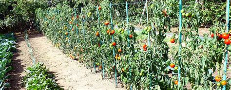 Jardin potager avec des plants de tomates tuteurés