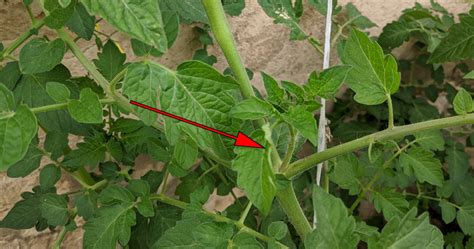 Illustration montrant un gourmand de tomate à l'aisselle d'une feuille