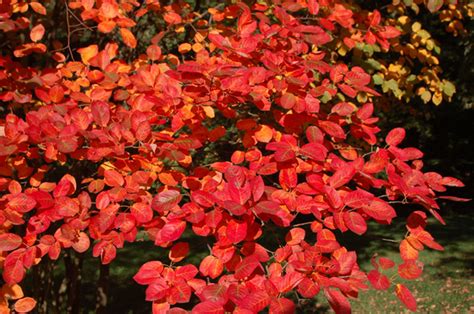 Amélanchier arborea en automne