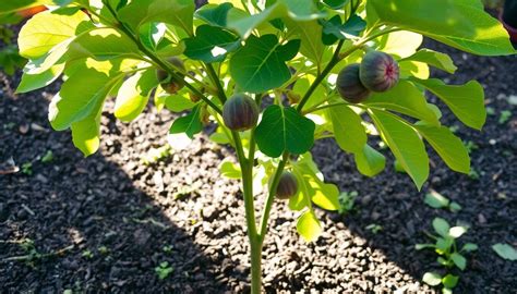 Conseils de plantation et d'entretien du figuier