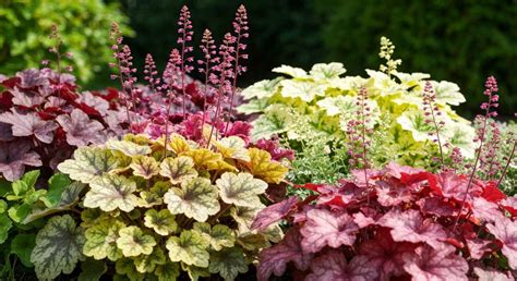 Exemple d'association de Carex avec des hostas et heuchères