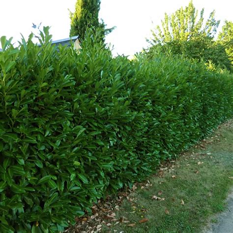 Haie de laurier palme dense