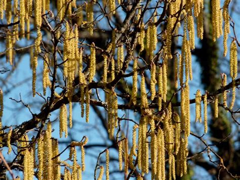 Arbre de noisetier avec des chatons mâles en février