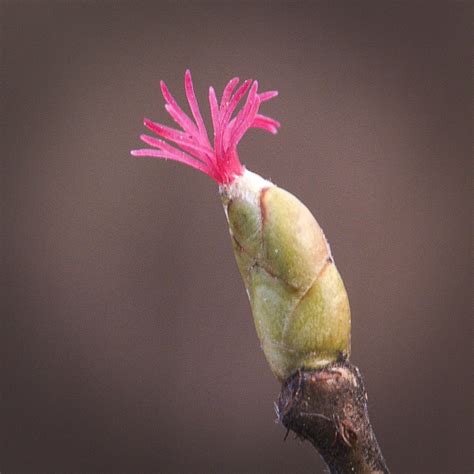 Gros plan sur un bourgeon de fleur femelle de noisetier avec des stigmates rouges