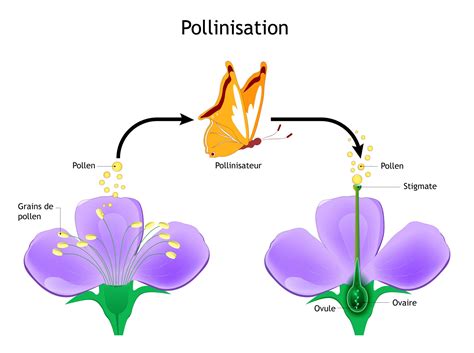 Schéma illustrant la pollinisation croisée chez le noisetier