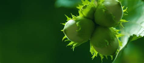 Jeunes noisettes encore vertes attachées à une branche de noisetier