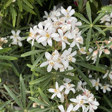 Choisya White Dazzler en pleine floraison