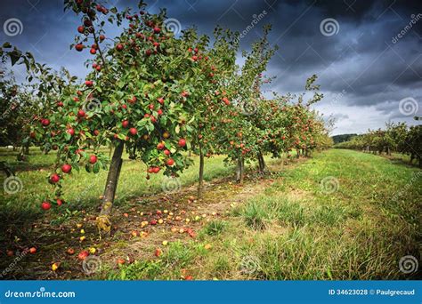 Champ de pommiers avec des caisses de pommes