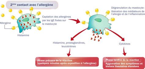 Schéma du mécanisme immunitaire de l'allergie aux pollens