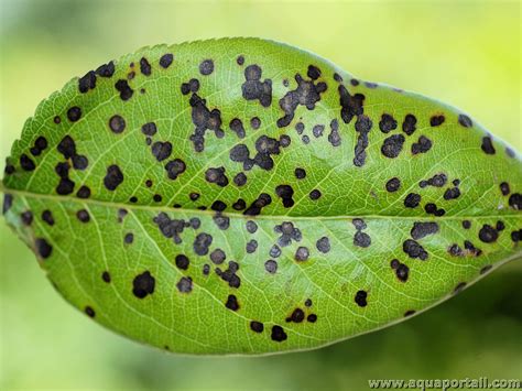 Feuilles d'hortensia atteintes par des taches foliaires
