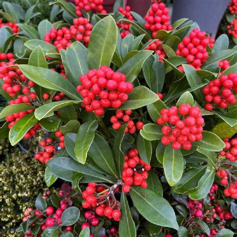 Fleurs parfumées du Skimmia du Japon