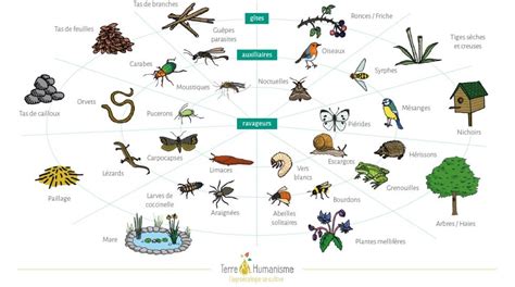 Diversité de plantes dans un jardin respectueux de la biodiversité