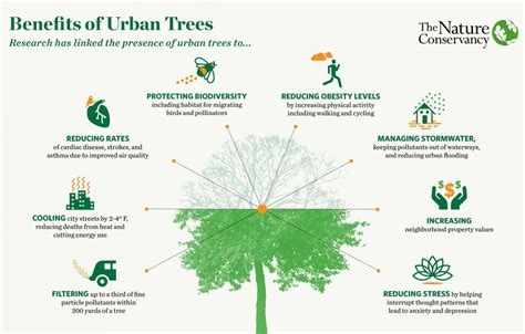 Diagram illustrating the benefits of urban trees like the plane tree