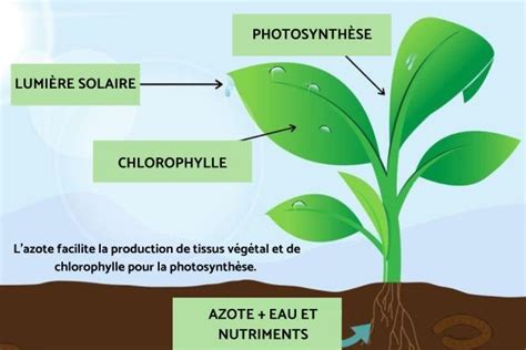 Schéma simplifié du rôle de l'azote dans la plante