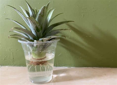 Couronne d'ananas en germination dans l'eau