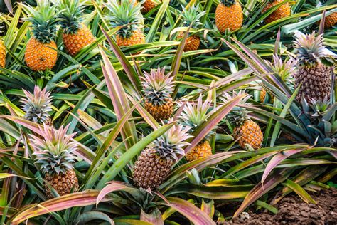 Plant d'ananas en pleine fructification