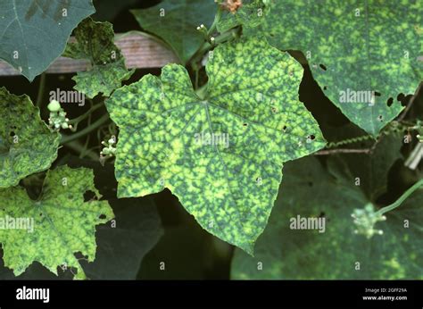 Symptômes de la mosaïque sur feuilles de géranium