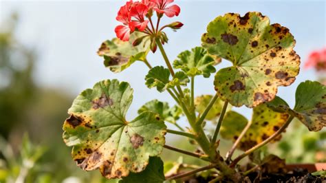 Maladies fongiques et bactériennes sur géranium