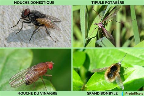 Diminution de l'abondance des insectes volants en Allemagne