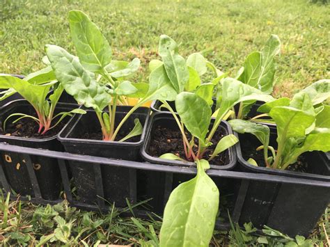 Arrosage d'un plant de blette au potager