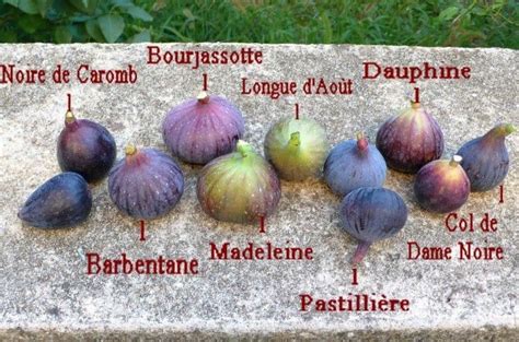 Infographie présentant différentes variétés de figues avec leurs caractéristiques principales