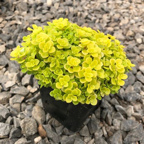 Sedum makinoi 'Ogon' feuillage doré