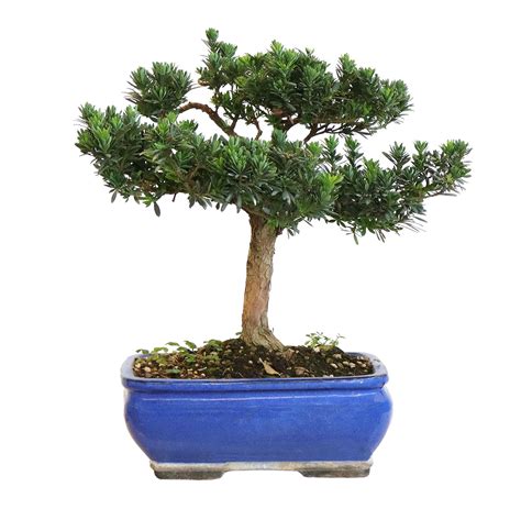 Bonsaï Podocarpus Acutifolius dans un pot en céramique