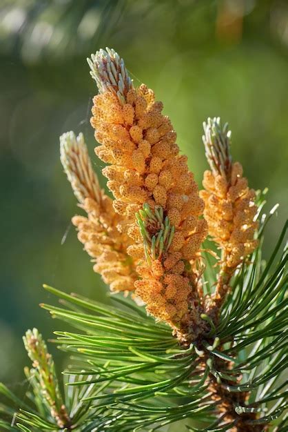 Gros plan sur les aiguilles persistantes du Podocarpus