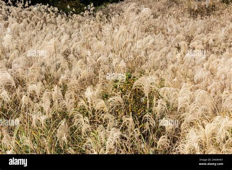 Miscanthus sinensis field