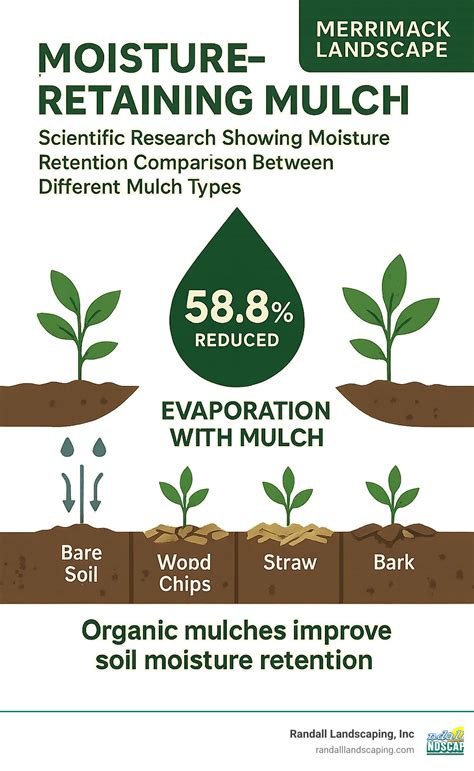Soil with miscanthus mulch retaining moisture