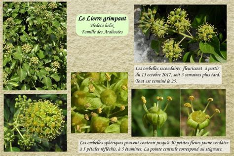 Fleurs de lierre regroupées en ombelles