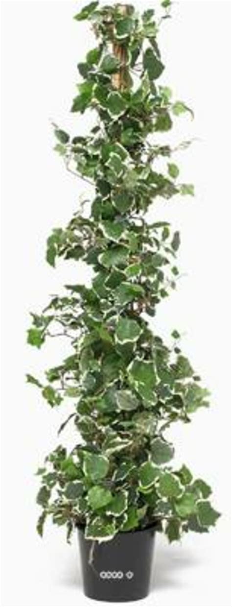 Lierre panaché en pot à l'intérieur