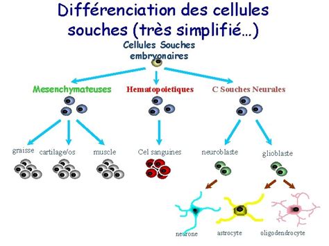 Schéma illustrant la différenciation des cellules souches en différents types de cellules spécialisées