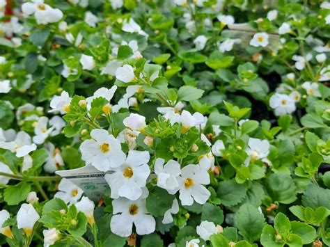 Illustration du Bacopa cordata en pleine floraison