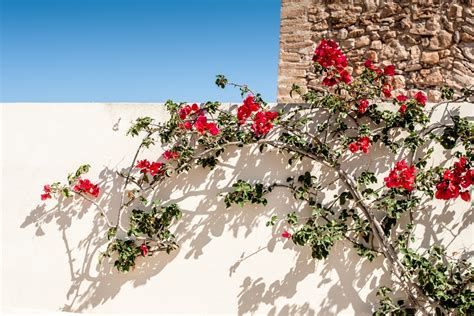 Schéma de palissage d'un bougainvillier sur un mur