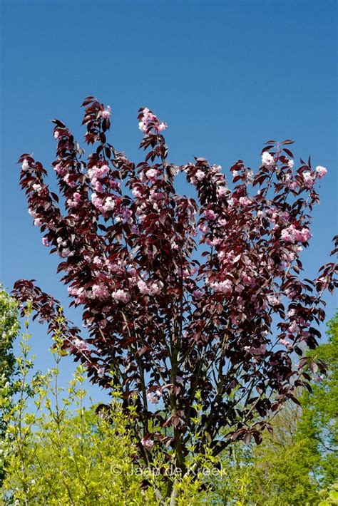 Illustration d'un Prunus 'Royal Burgundy' en pleine floraison avec son feuillage pourpre