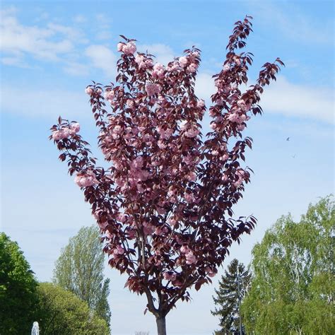Diagramme comparatif des tailles du Prunus 'Royal Burgundy' à différents stades de maturité