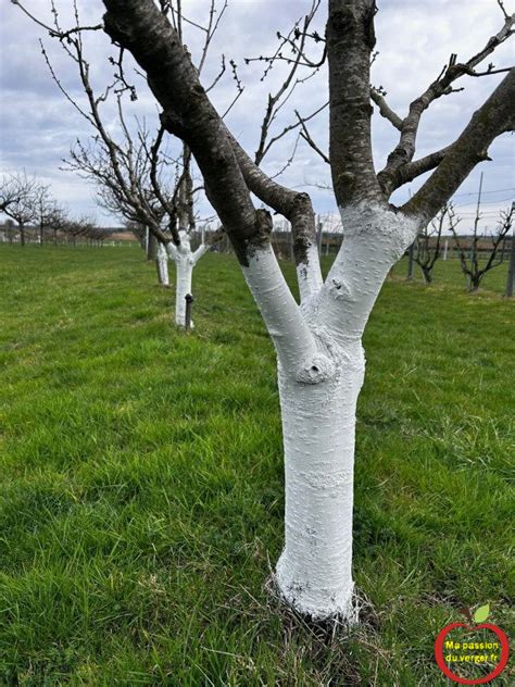 Application de Blanc Arboricole sur un tronc d'arbre