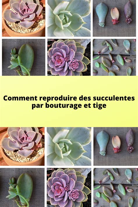 Illustration des différentes méthodes de bouturage de succulentes