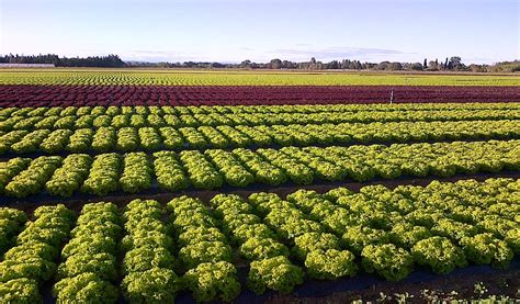 Champ de légumes biologiques en Ardèche