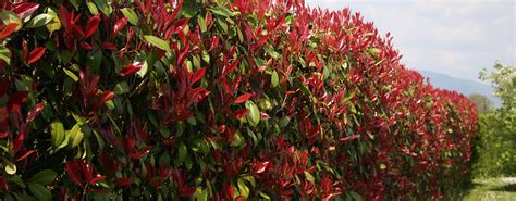Calendrier de taille du Photinia