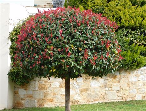 Photinia taillé en boule ou en topiaire