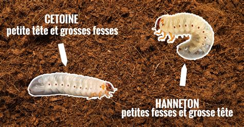 Différence entre larve de cétoine et larve de hanneton