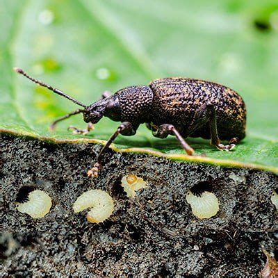 Larve d'otiorhynque et otiorhynque adulte