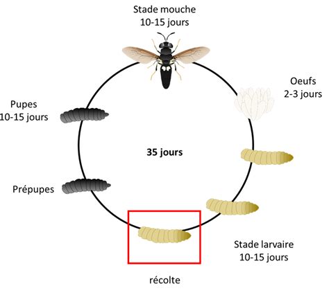 Cycle de vie de la mouche soldat noir